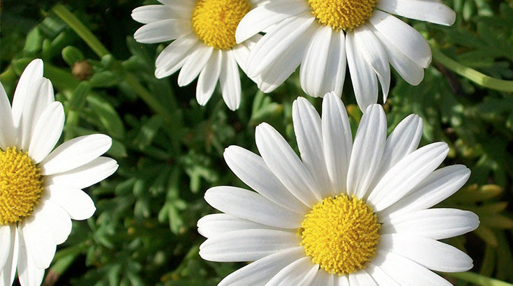 Gänseblümchen und Löwenzahn - Nützliche Frühjahrsblüher